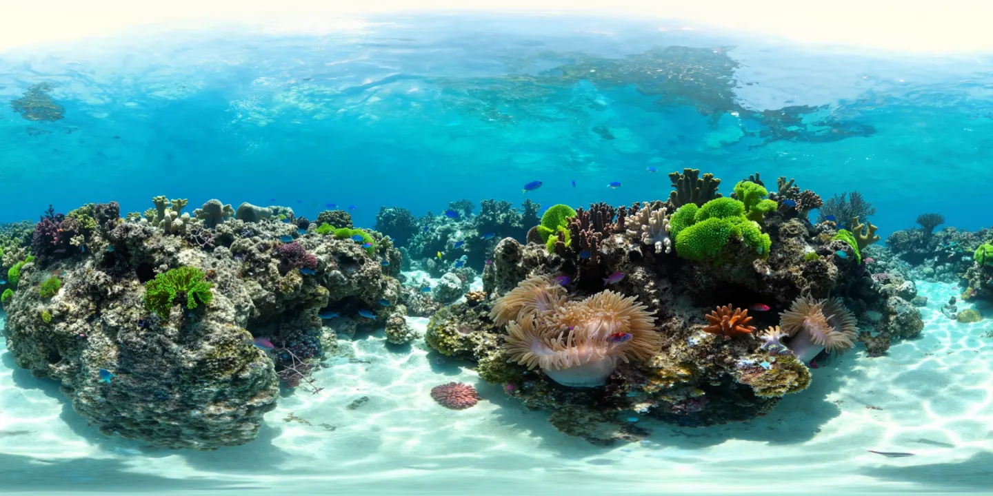 underwater panorama of a coral reef
